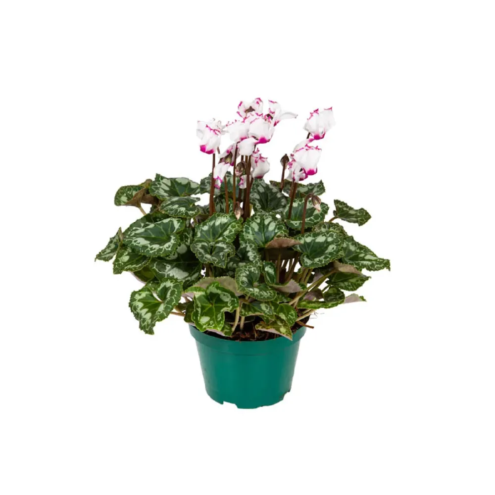 Cyclamen Absolu de Morel Pote 11