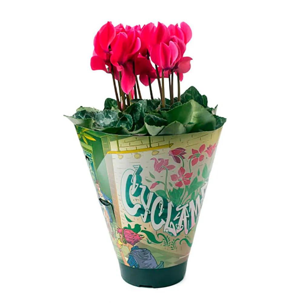 Cyclamen Mini Planta Natural Pote 11 — foto 2
