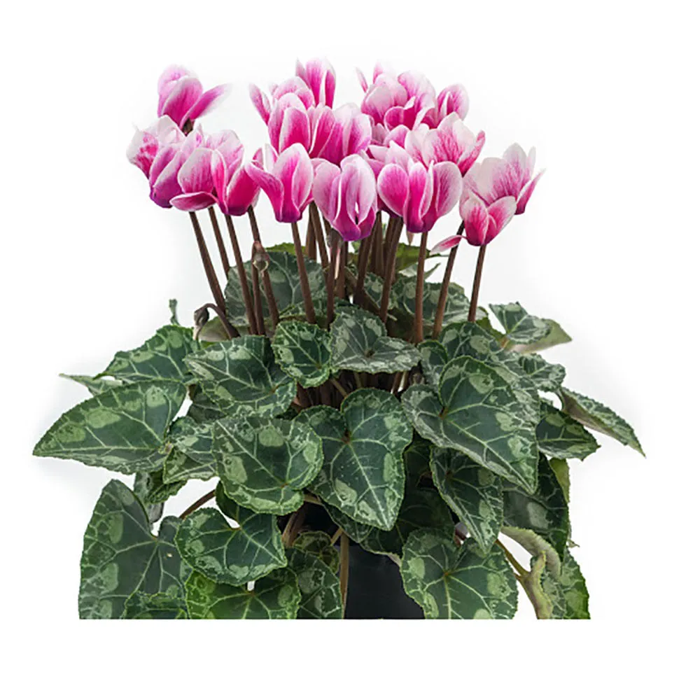 Cyclamen Mini Planta Natural Pote 11 — foto 3