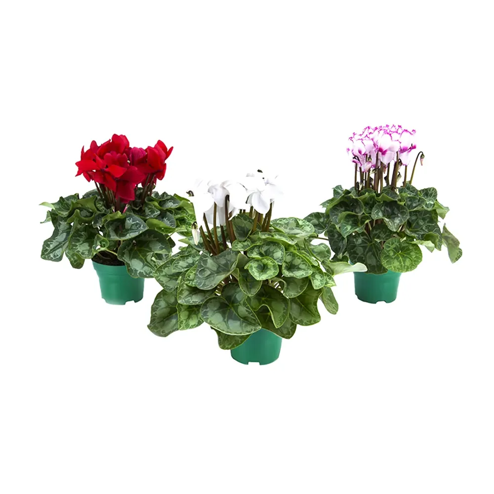 Cyclamen Planta Natural Pote 14