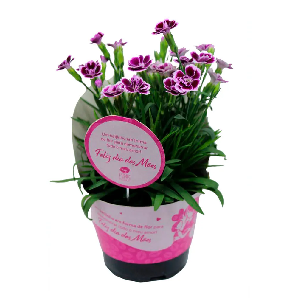 Dianthus Pink Kisses Natural Pote 11