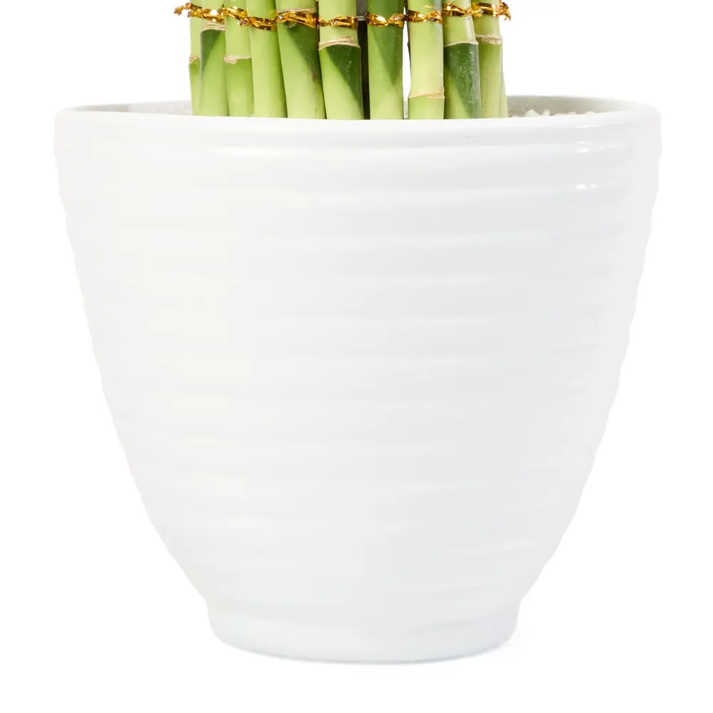 Dracena Circular Planta Natural Timlog — foto 2