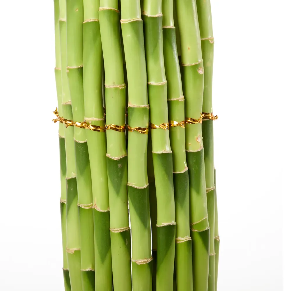 Dracena Circular Planta Natural Timlog — foto 3