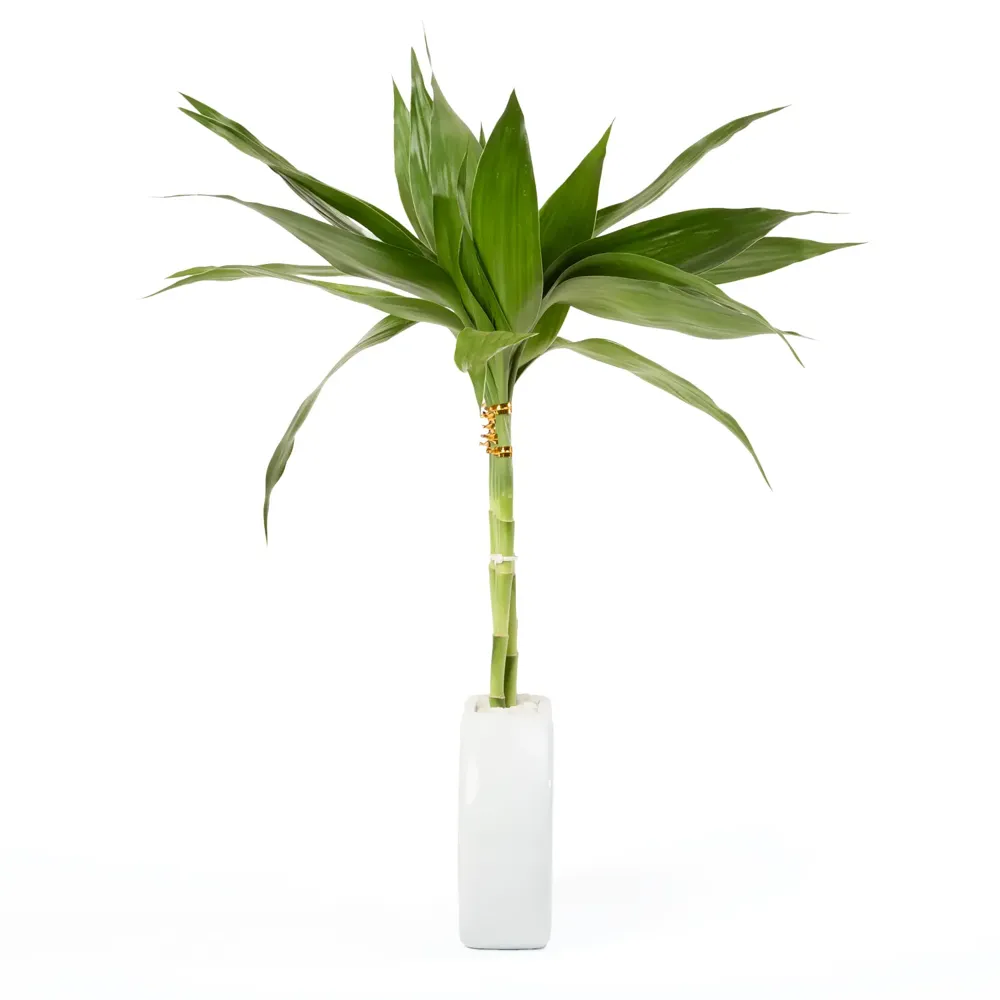 Dracena Lua Planta Natural Timlog — foto 4