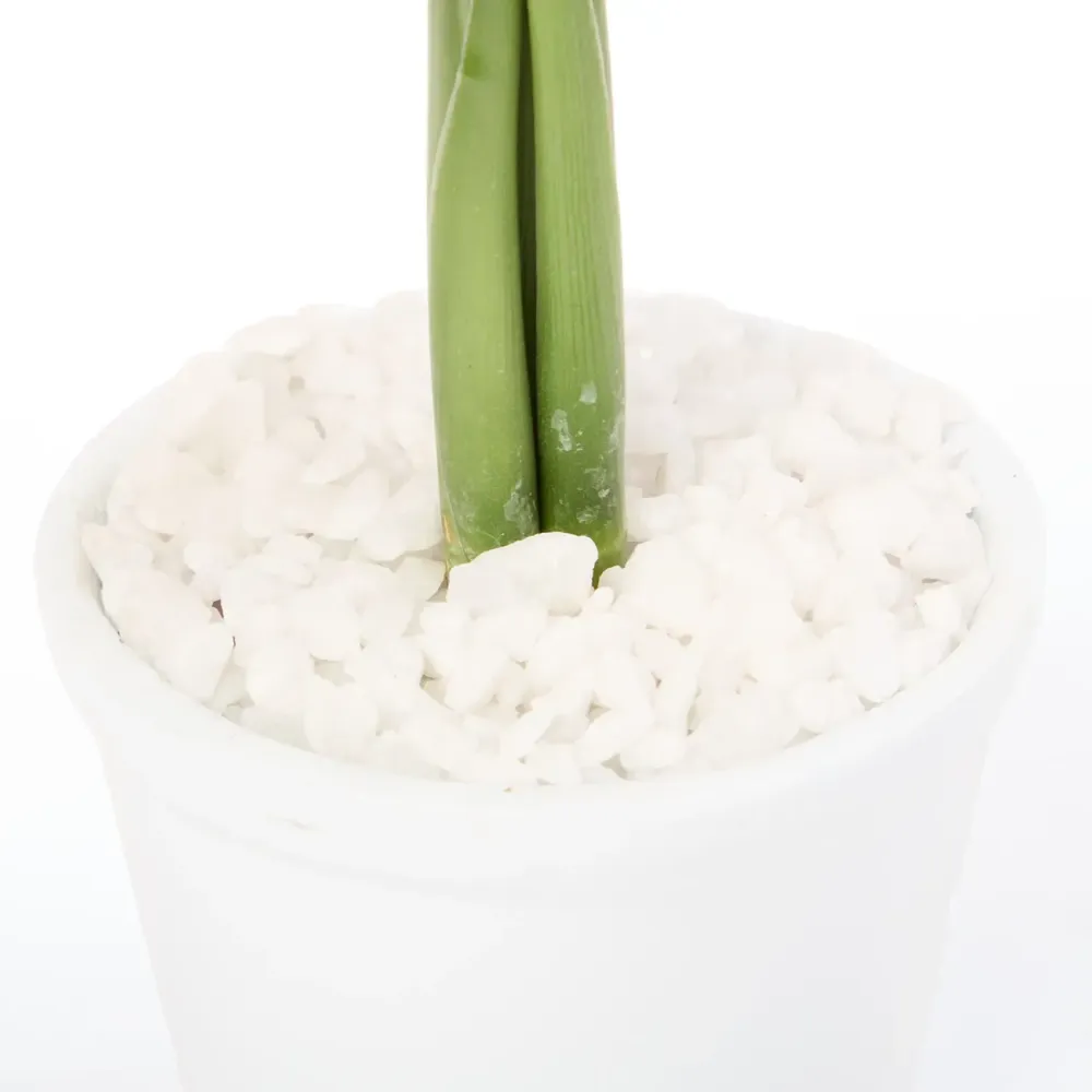 Dracena Micro Espanador Planta Natural Timlog — foto 2