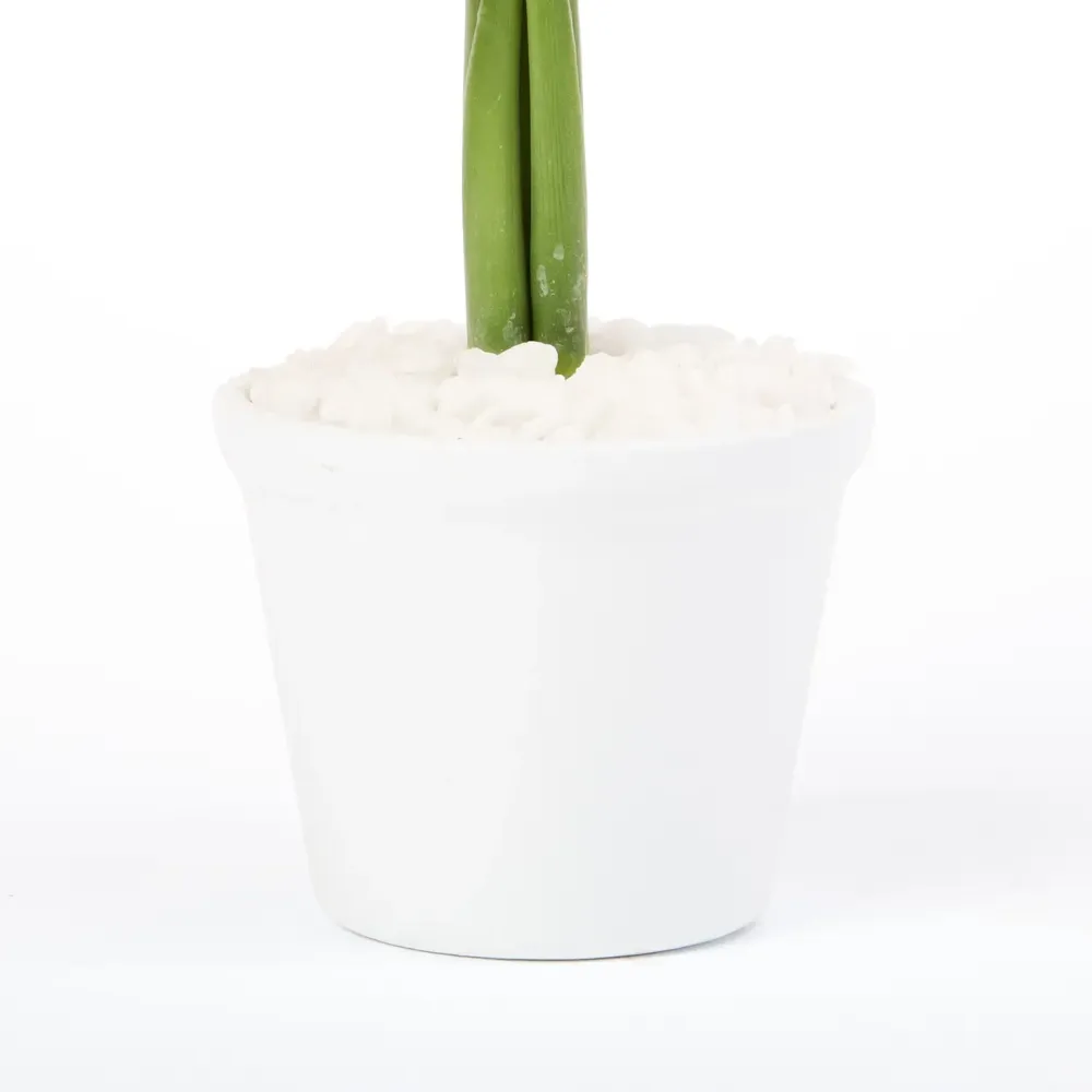 Dracena Micro Espanador Planta Natural Timlog — foto 3