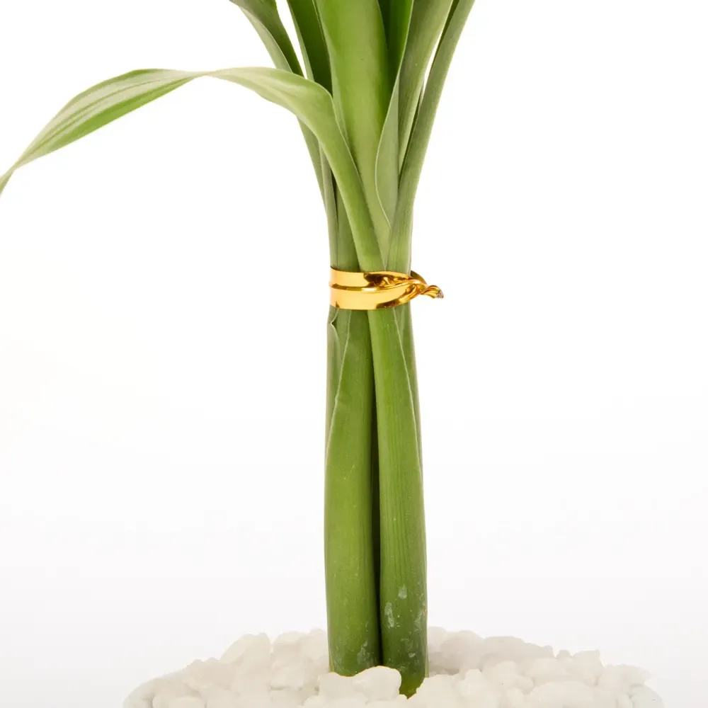 Dracena Micro Espanador Planta Natural Timlog — foto 4