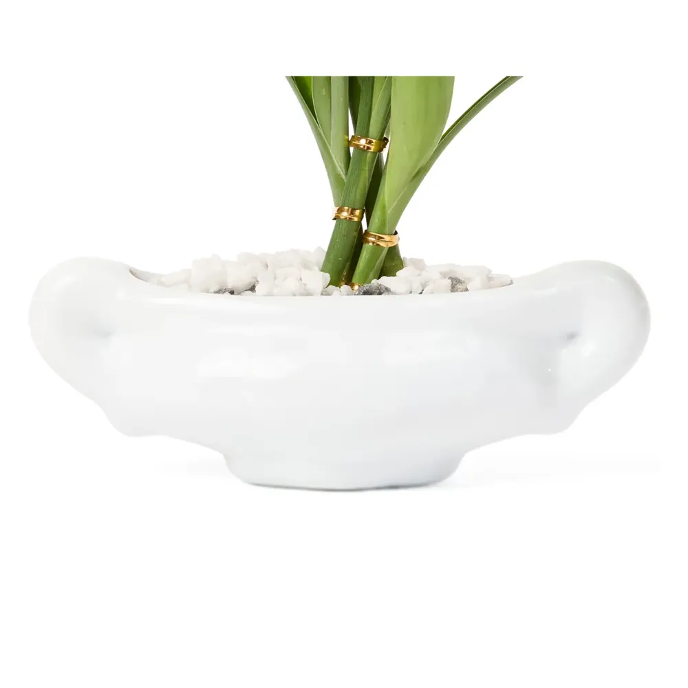 Dracena Mini Cerca Planta Natural Timlog — foto 2