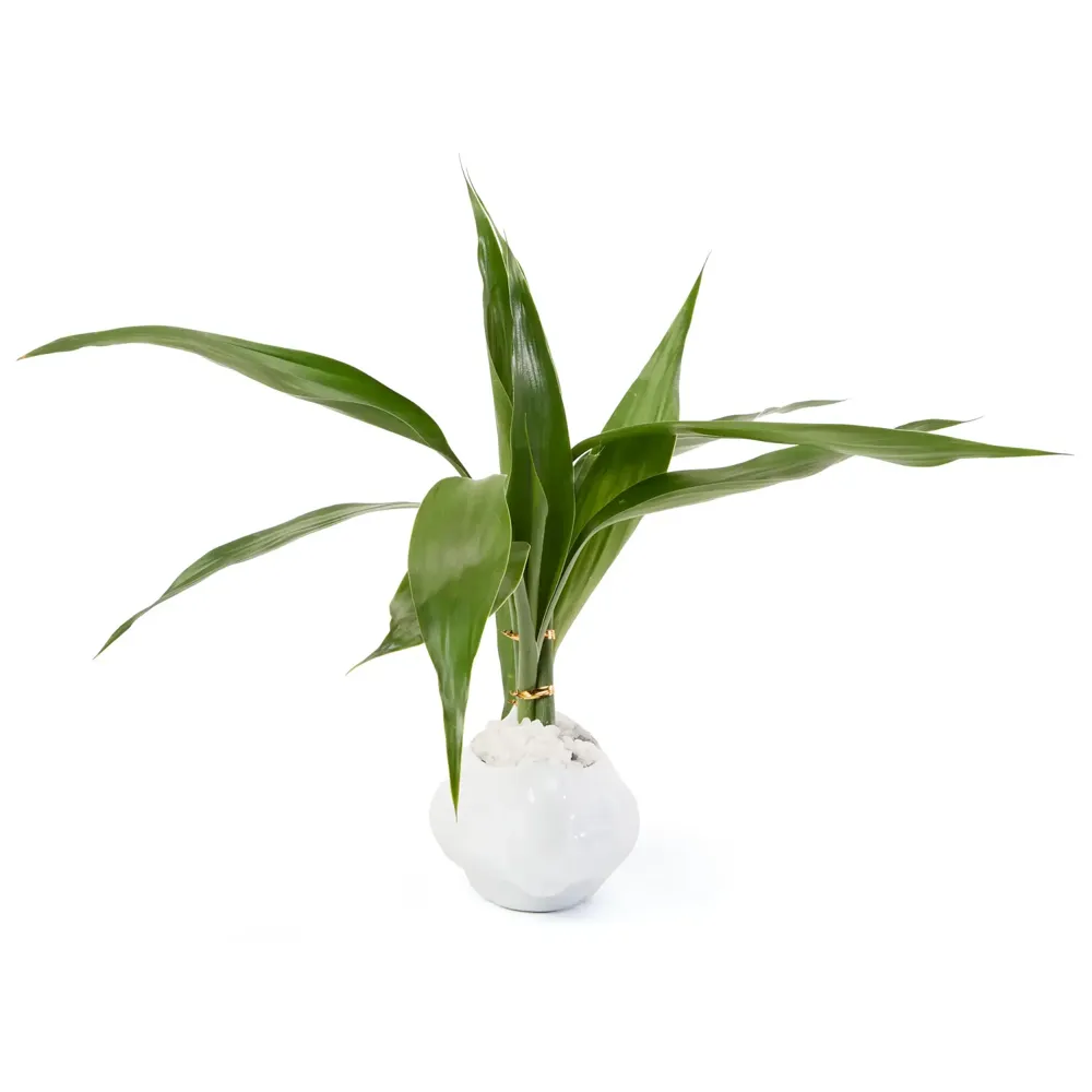 Dracena Mini Cerca Planta Natural Timlog — foto 4