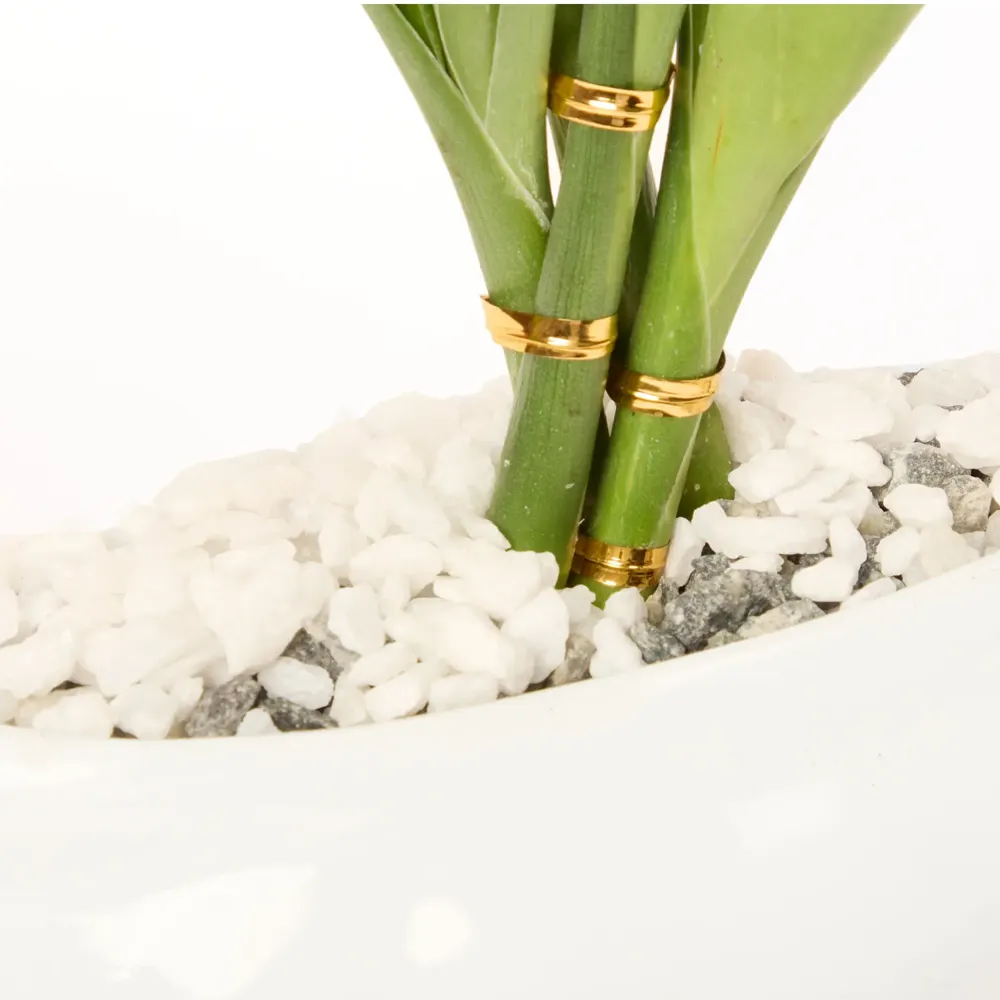 Dracena Mini Cerca Planta Natural Timlog — foto 5