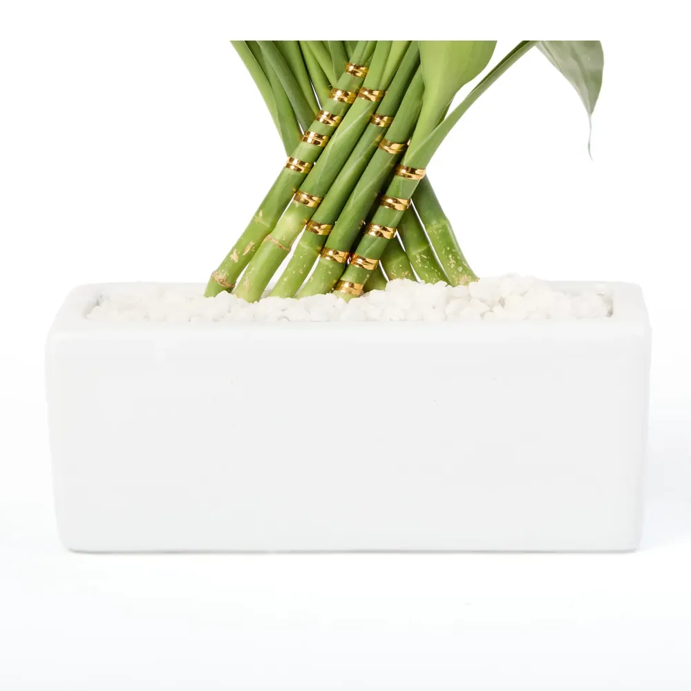 Dracena Pavão Planta Natural Timlog — foto 3