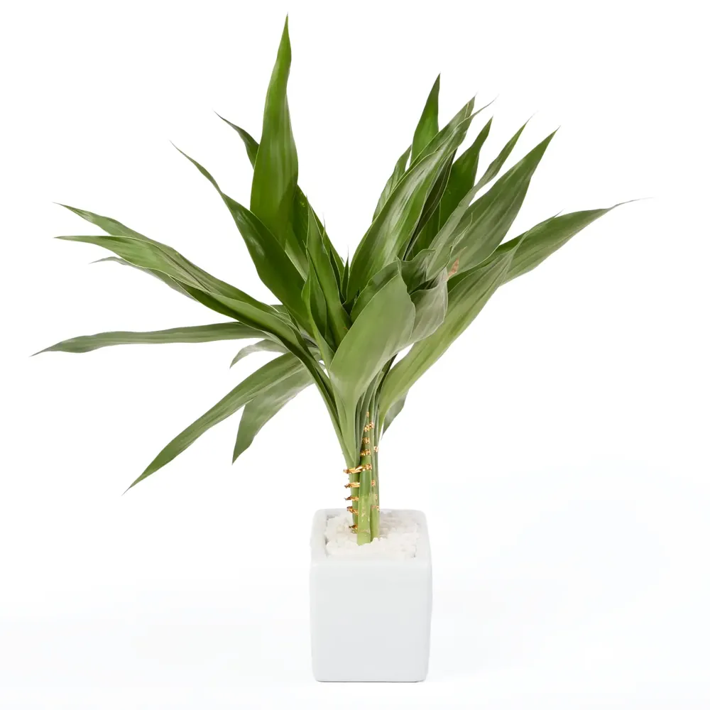 Dracena Pavão Planta Natural Timlog — foto 4