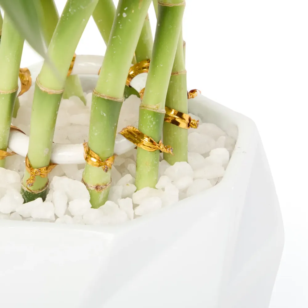 Dracena Spiral Planta Natural Timlog — foto 2