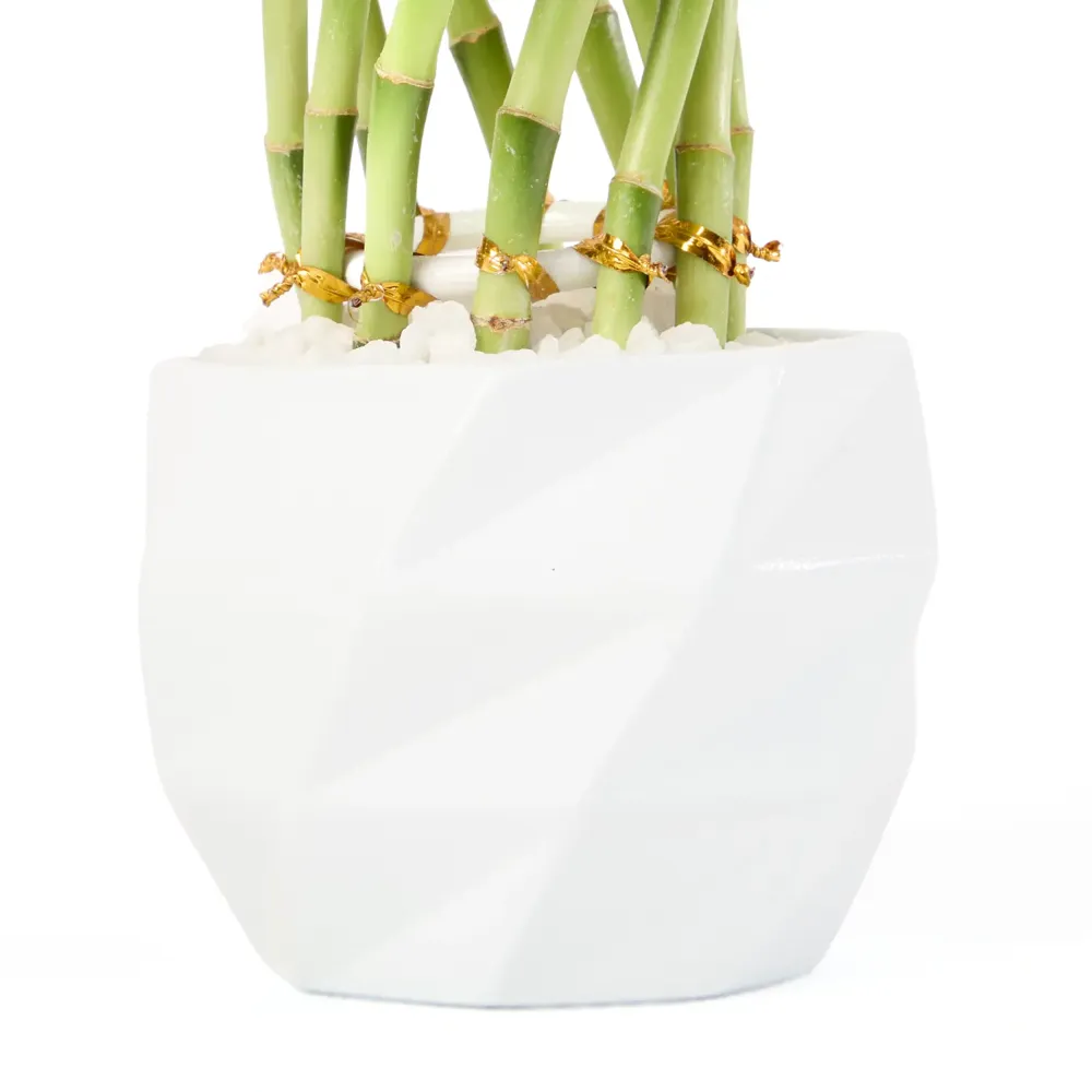 Dracena Spiral Planta Natural Timlog — foto 3
