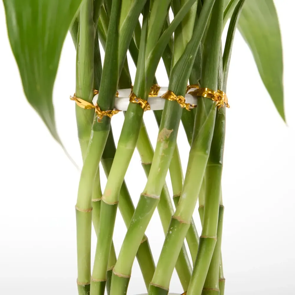 Dracena Spiral Planta Natural Timlog — foto 4