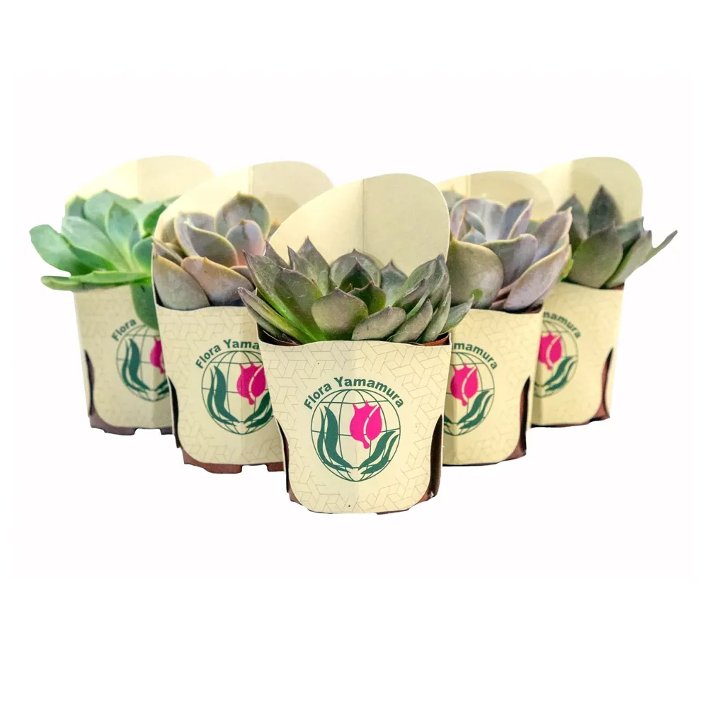 Echeveria Mini - Rosa de Pedra Pote 06