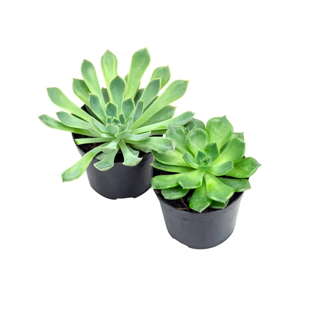 Echeveria Mini - Rosa de Pedra Pote 09