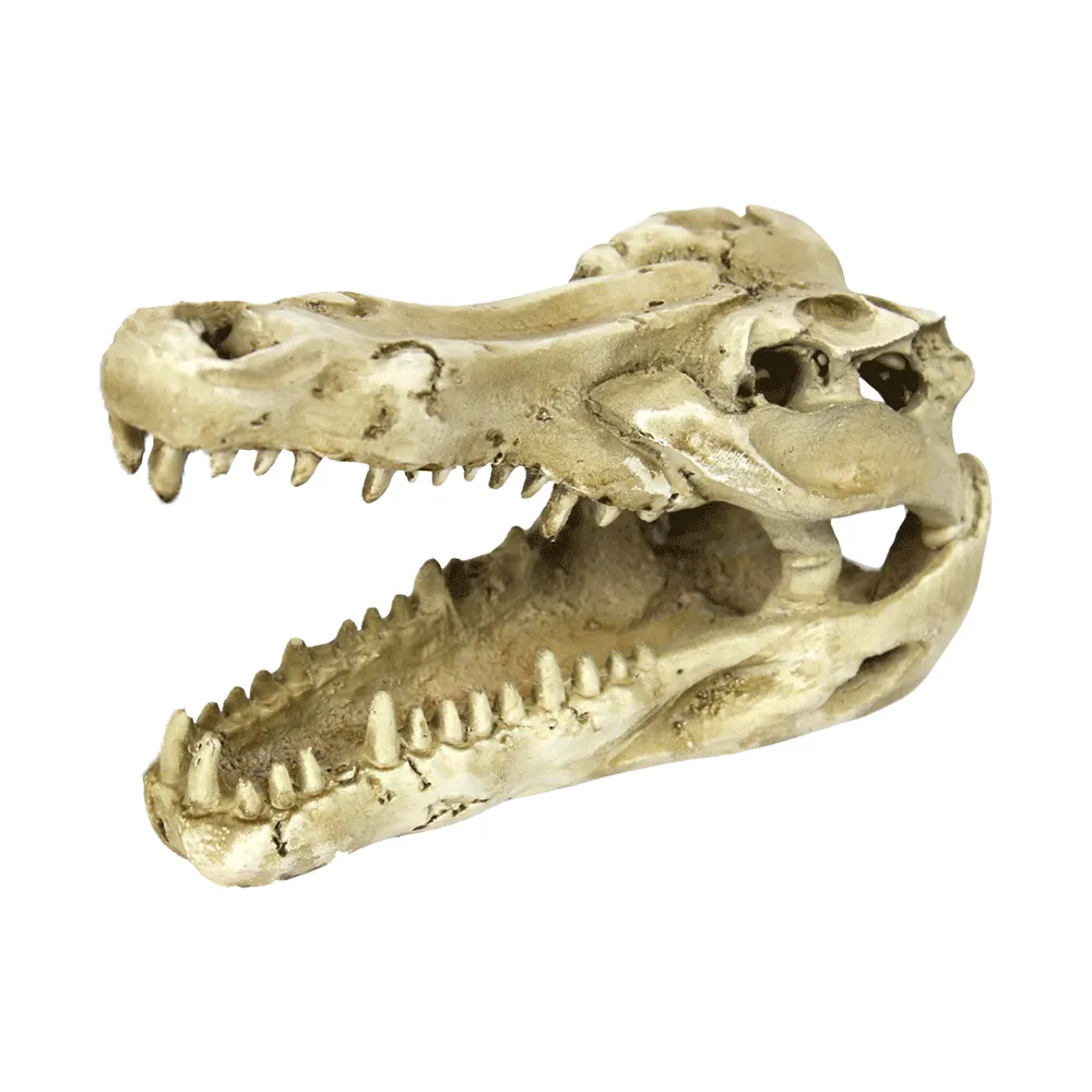 Enfeite Crânio de Crocodilo NomoyPet