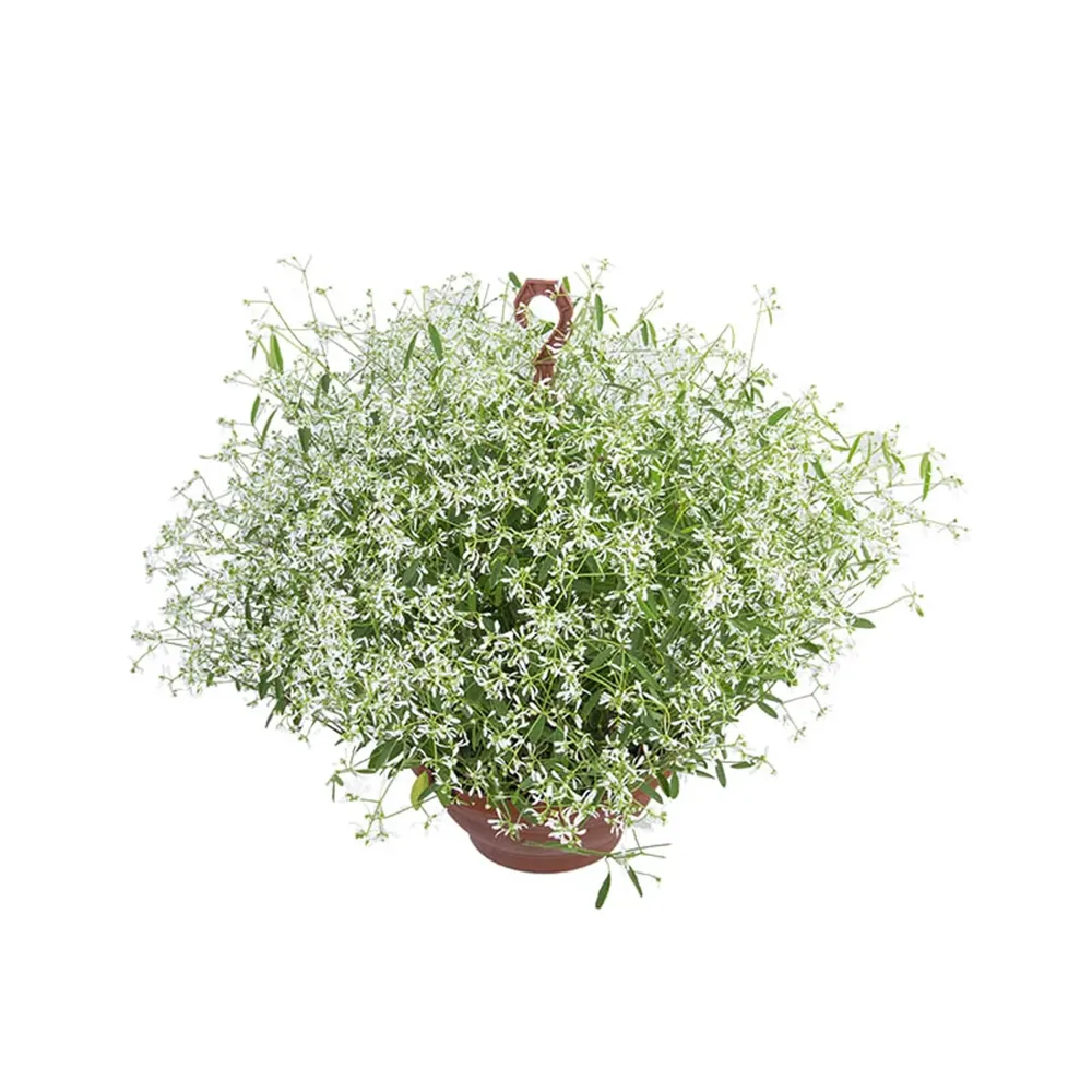 Euphorbia Chamaesyce Kilimanscharo Branco Cuia 26