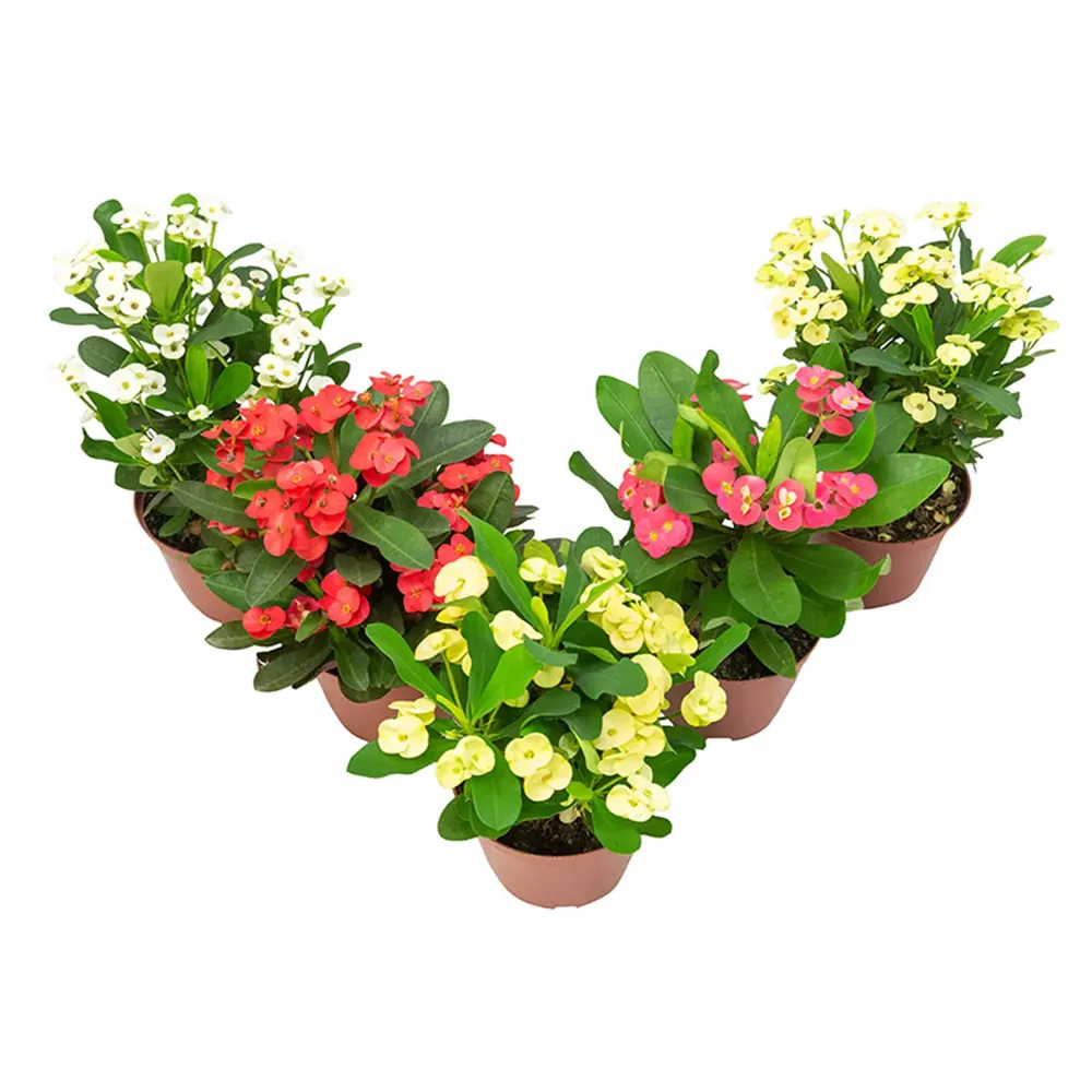 Euphorbia Milii Miliiana Planta Natural Pote 15