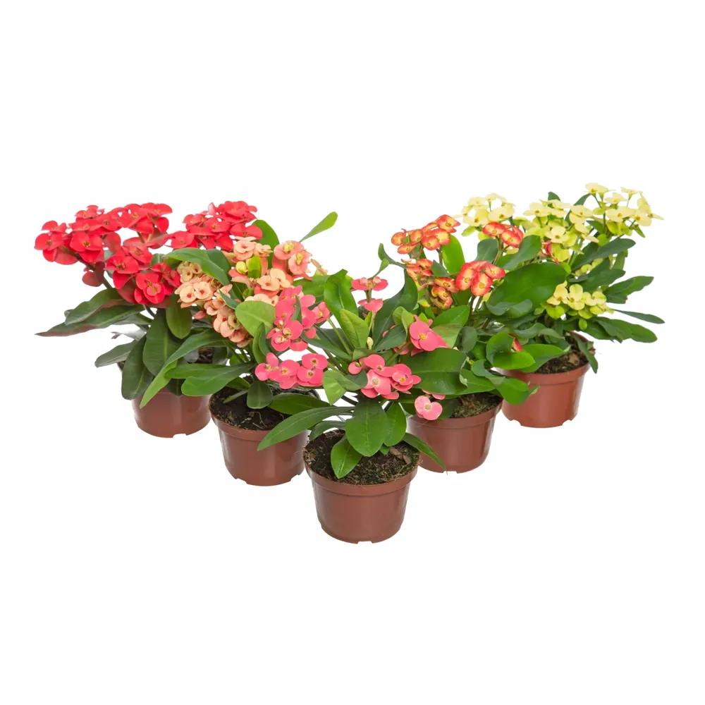 Euphorbia Milii Miliiana Pote 11