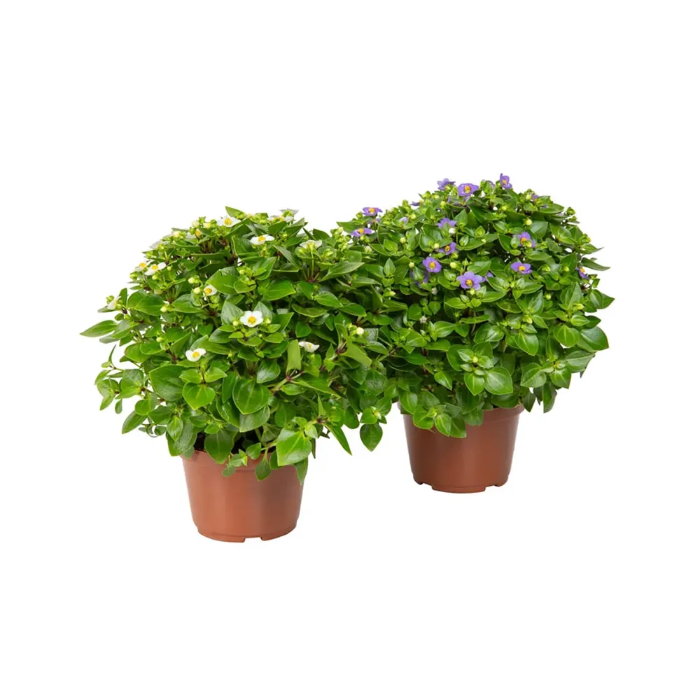Exacum Affine Variado - Violeta Persa Pote 11