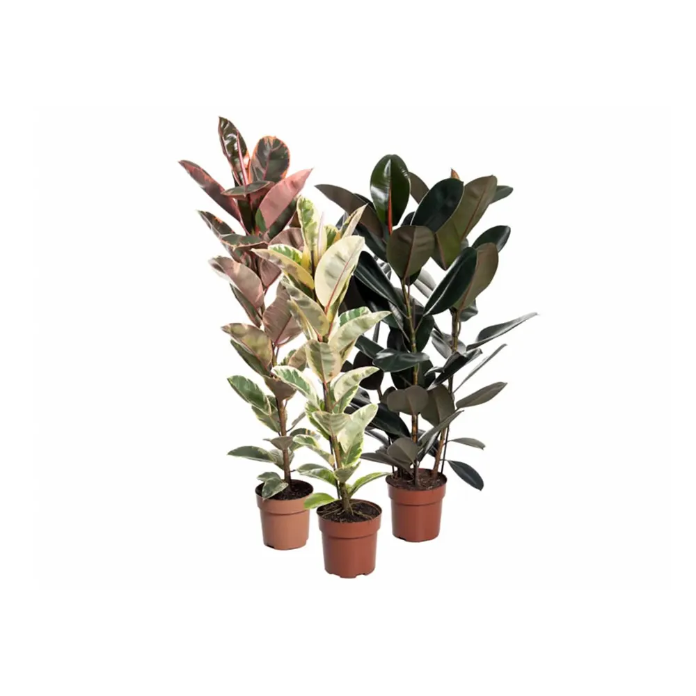 Ficus Elástica Variada Pote 24