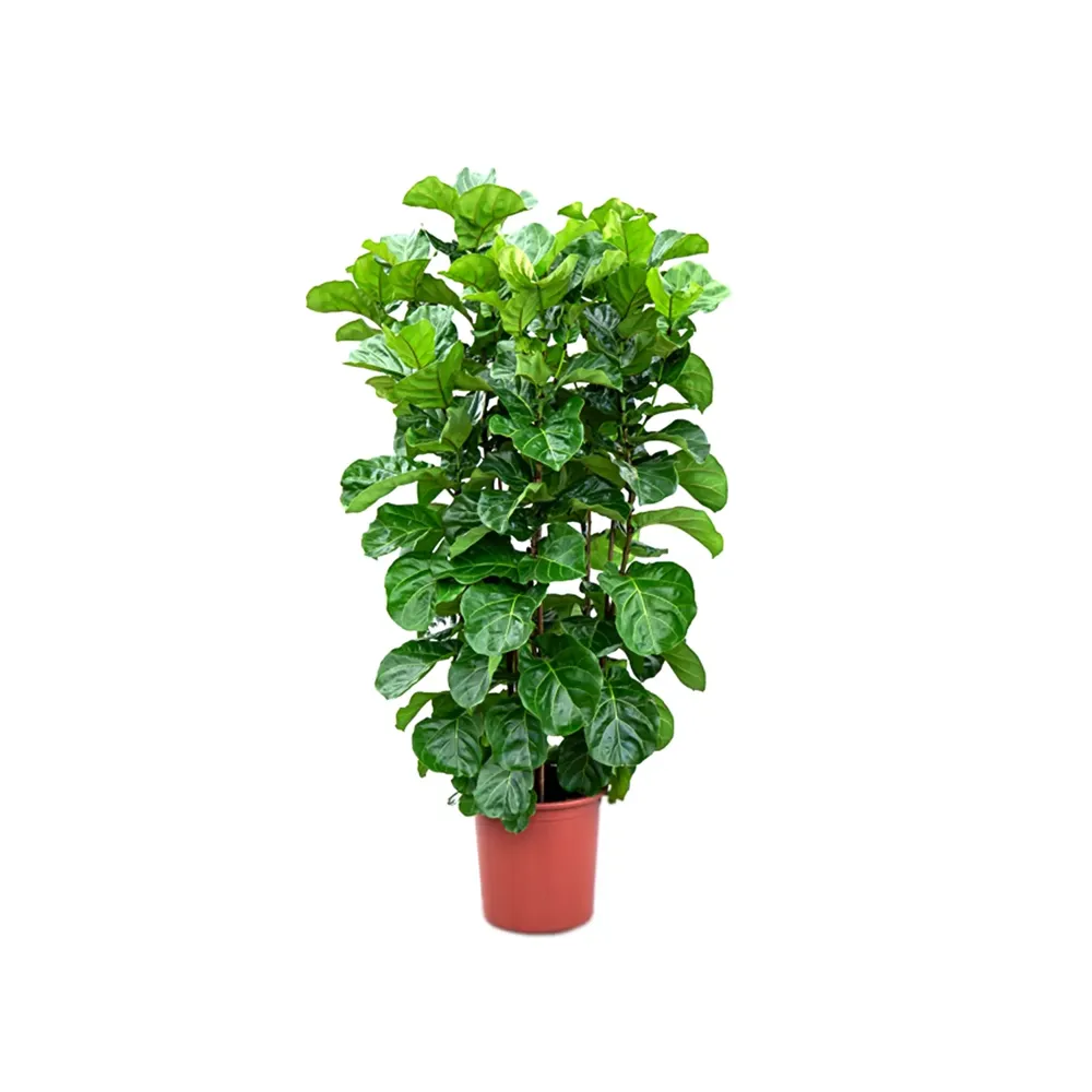 Ficus Lyrata Planta Natural Pote 50