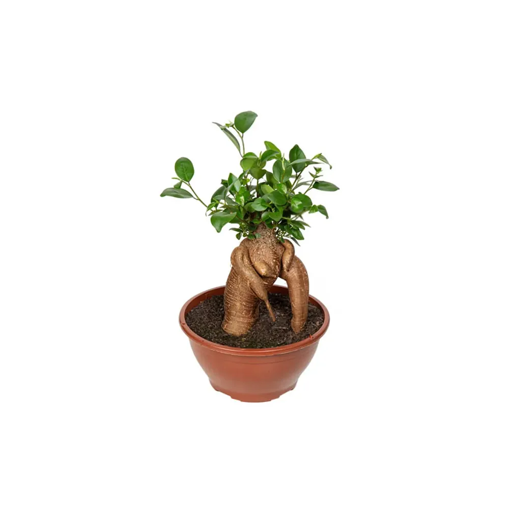 Ficus Microcarpa Ginseng Cuia 21
