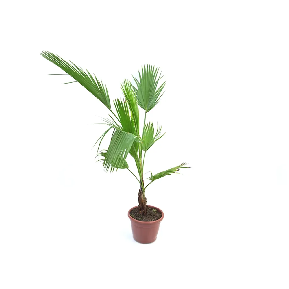 Ficus Tronco Trançado Variado Pote 15