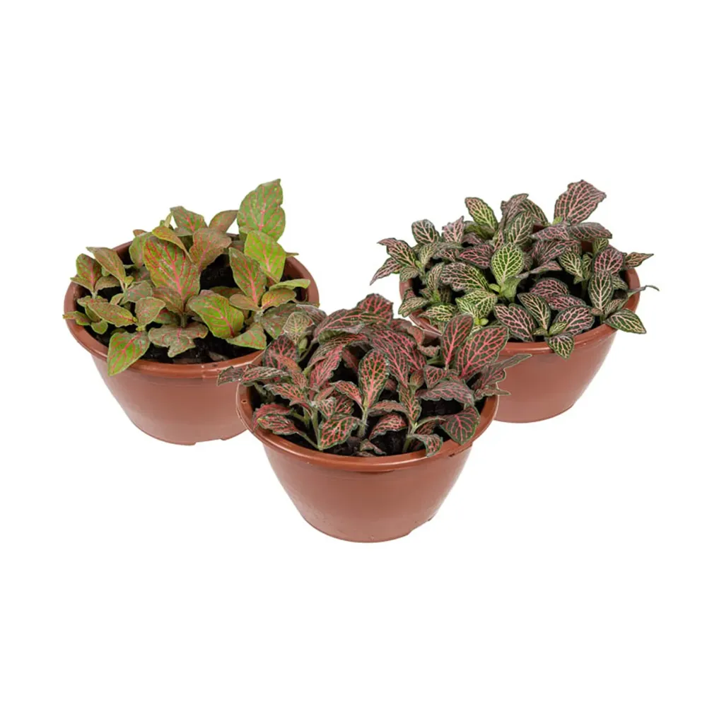 Fitonia Folha Fina Planta-Mosaico Cuia 13
