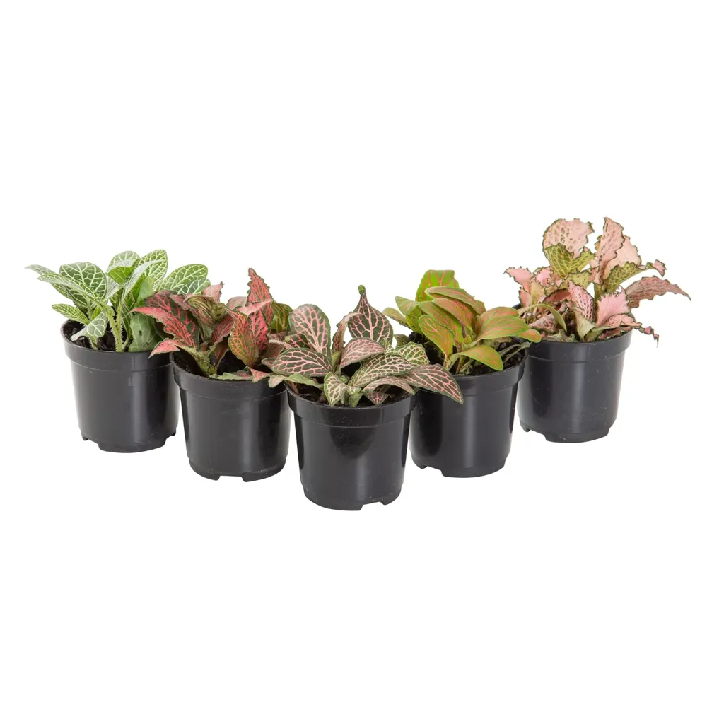 Fitonia Folha Fina ou Planta-mosaico Pote 06