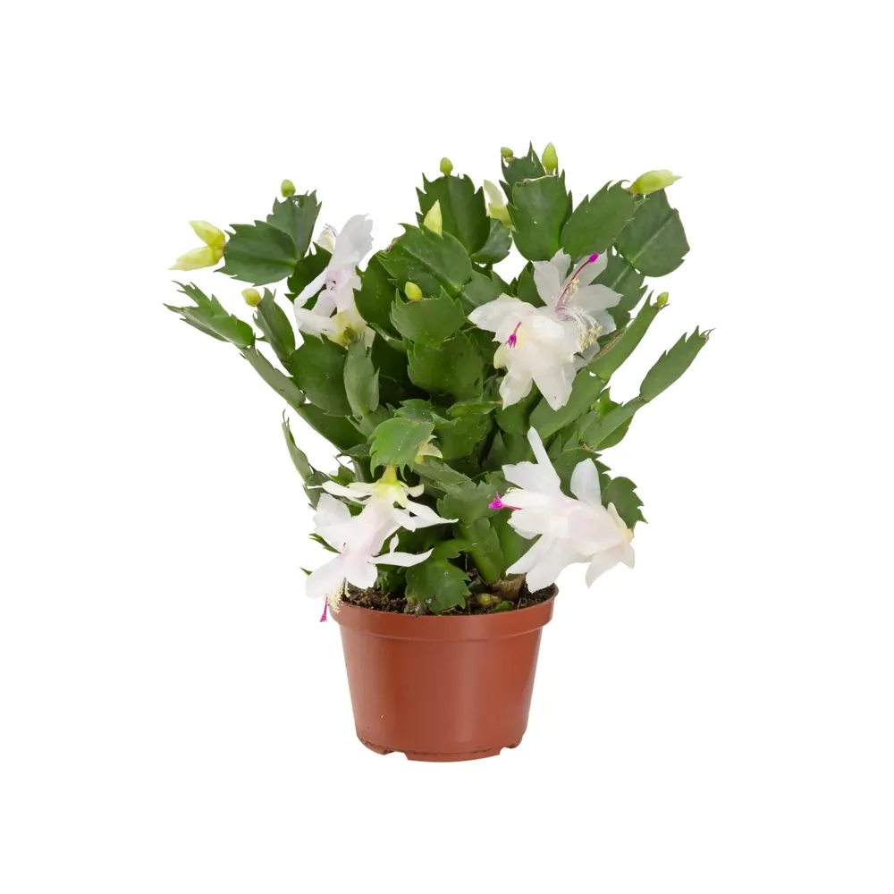 Flor de Maio - Schlumbergera Truncata Pote 11 — foto 2