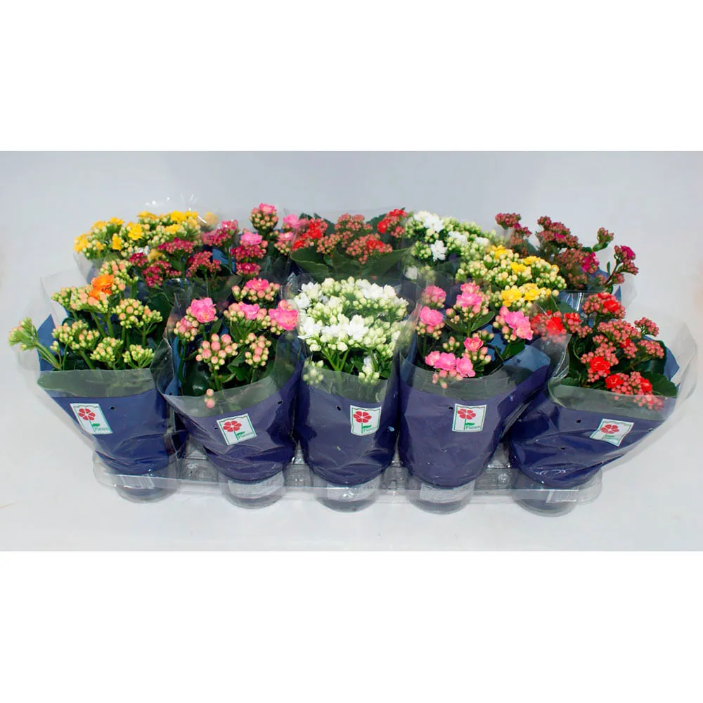 Flor Kalandiva Natural Pote 11 — foto 2