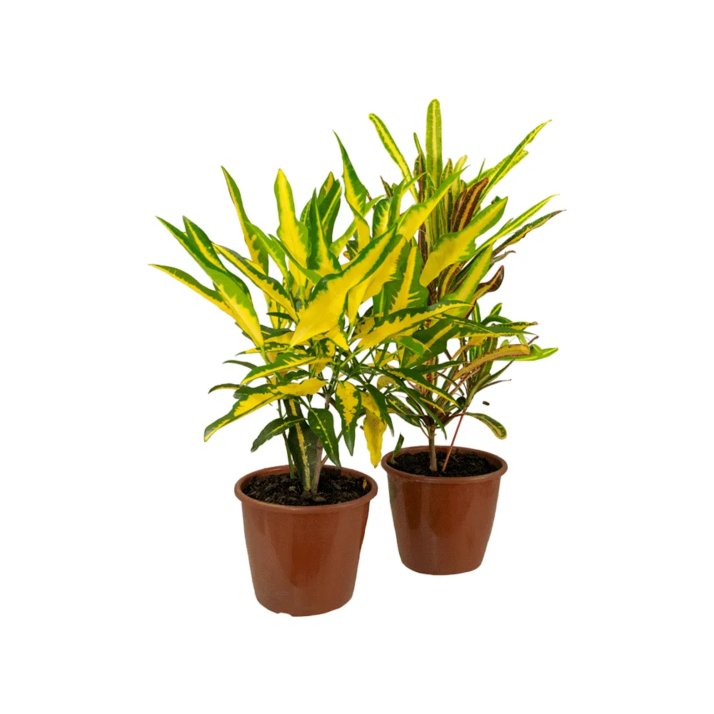 Planta Cróton - Folha Imperial Pote 17