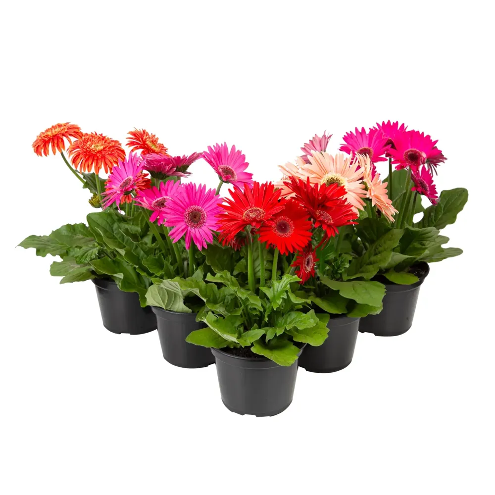 Gérbera 3 Folhas Planta Natural Pote 14