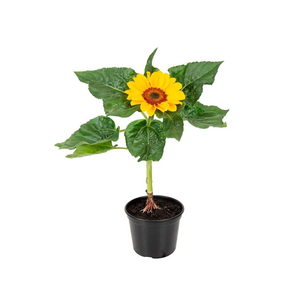 Girassol Planta Natural Pote 14