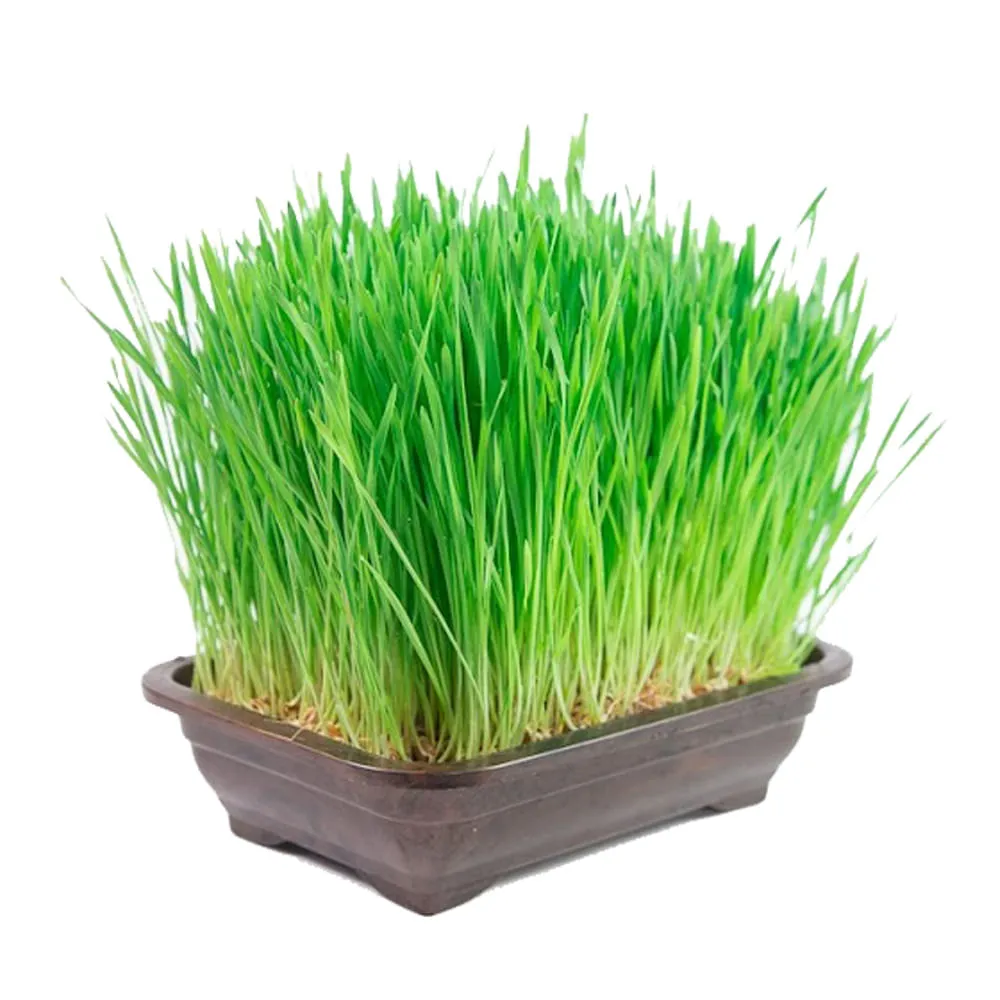 Graminha Vaso Trigo Bandeja Grass Pet