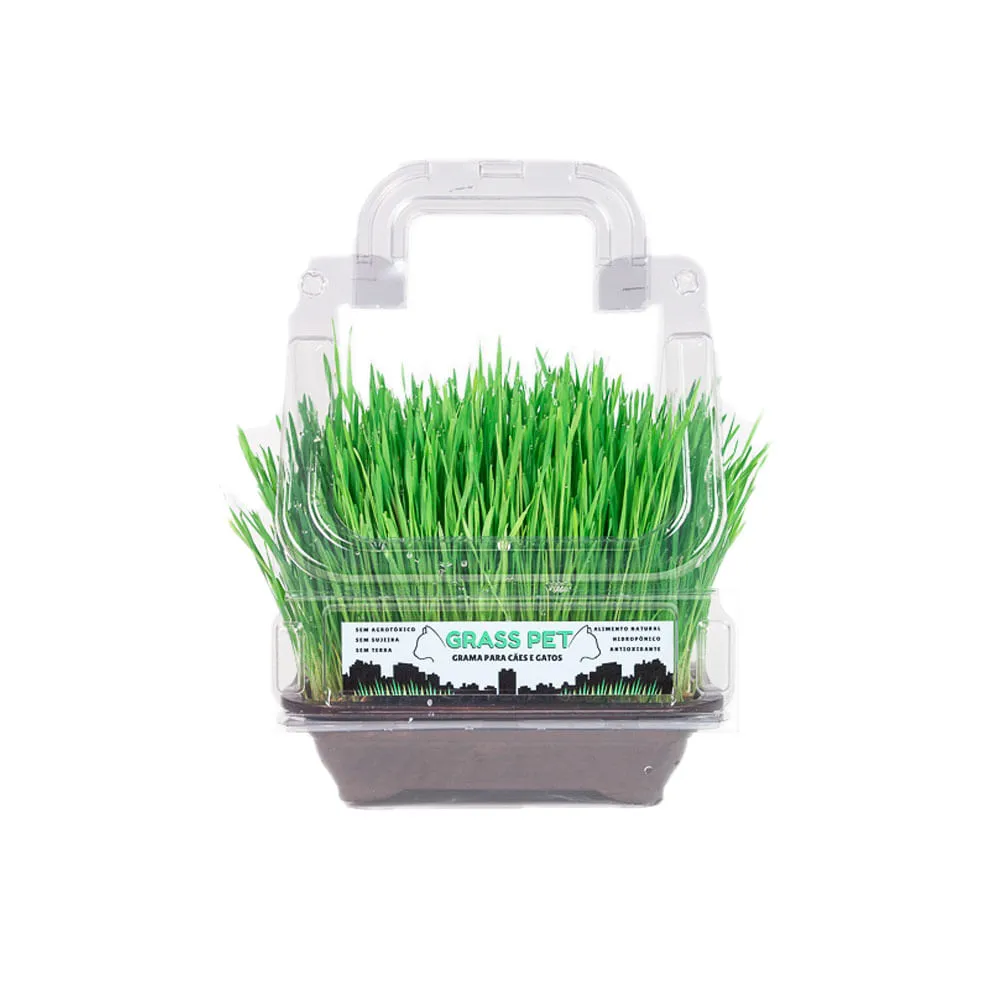 Graminha Vaso Trigo Bandeja Grass Pet — foto 2