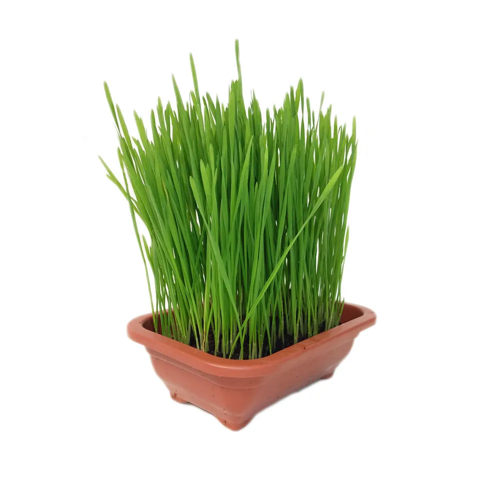 Graminha Vaso Trigo Mini Grass Pet — foto 2