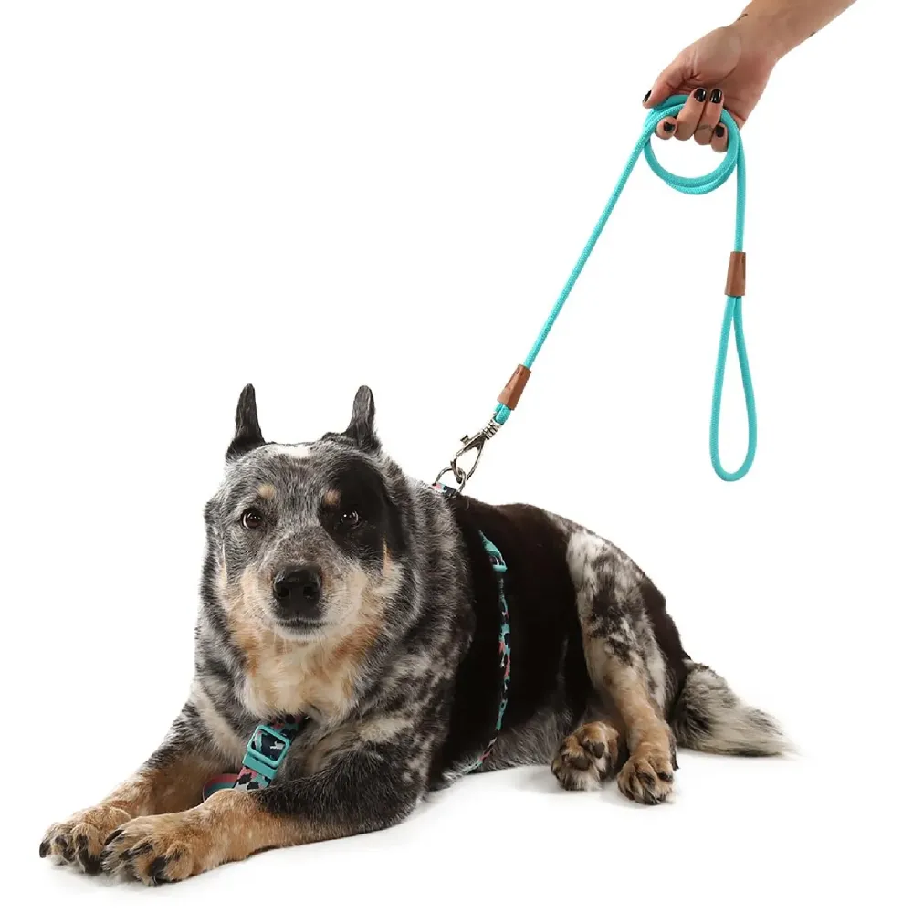 Guia Corda para Cães Toh Turquesa — foto 3