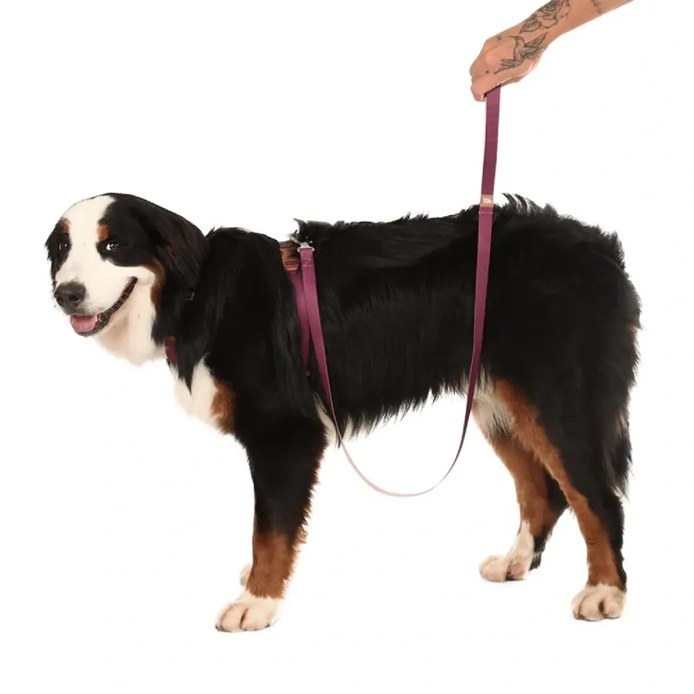 Guia Padrão para Cães Basic Toh Bordô — foto 4