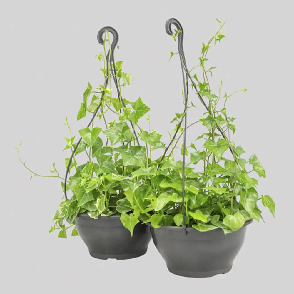 Hedera Variado Premium Planta Natural Cuia 21