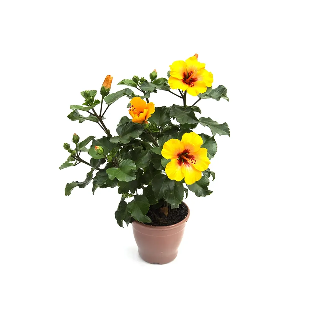 Hibisqs Petit Hibisco Laranja Pote 13