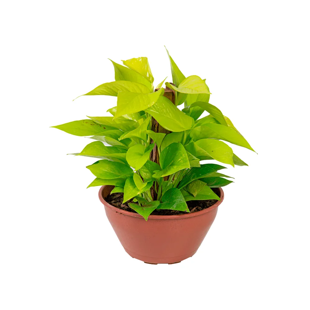 Jiboia Amarela Natural Cuia 21