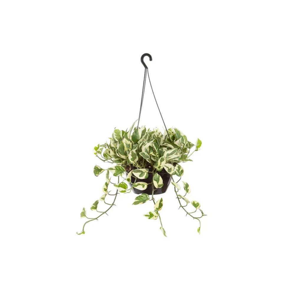 Jiboia Njoy Pendente Planta Natural Cuia 21