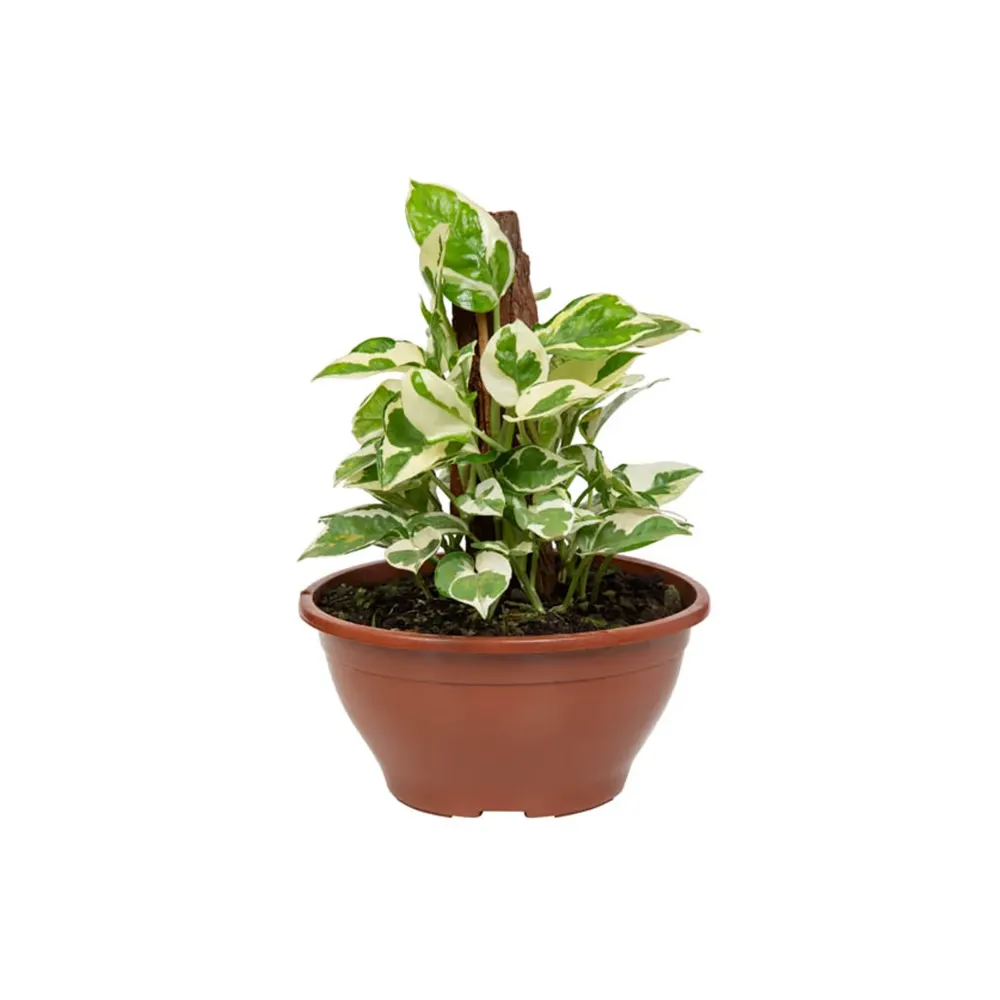 Jiboia Njoy Planta Natural Cuia 21