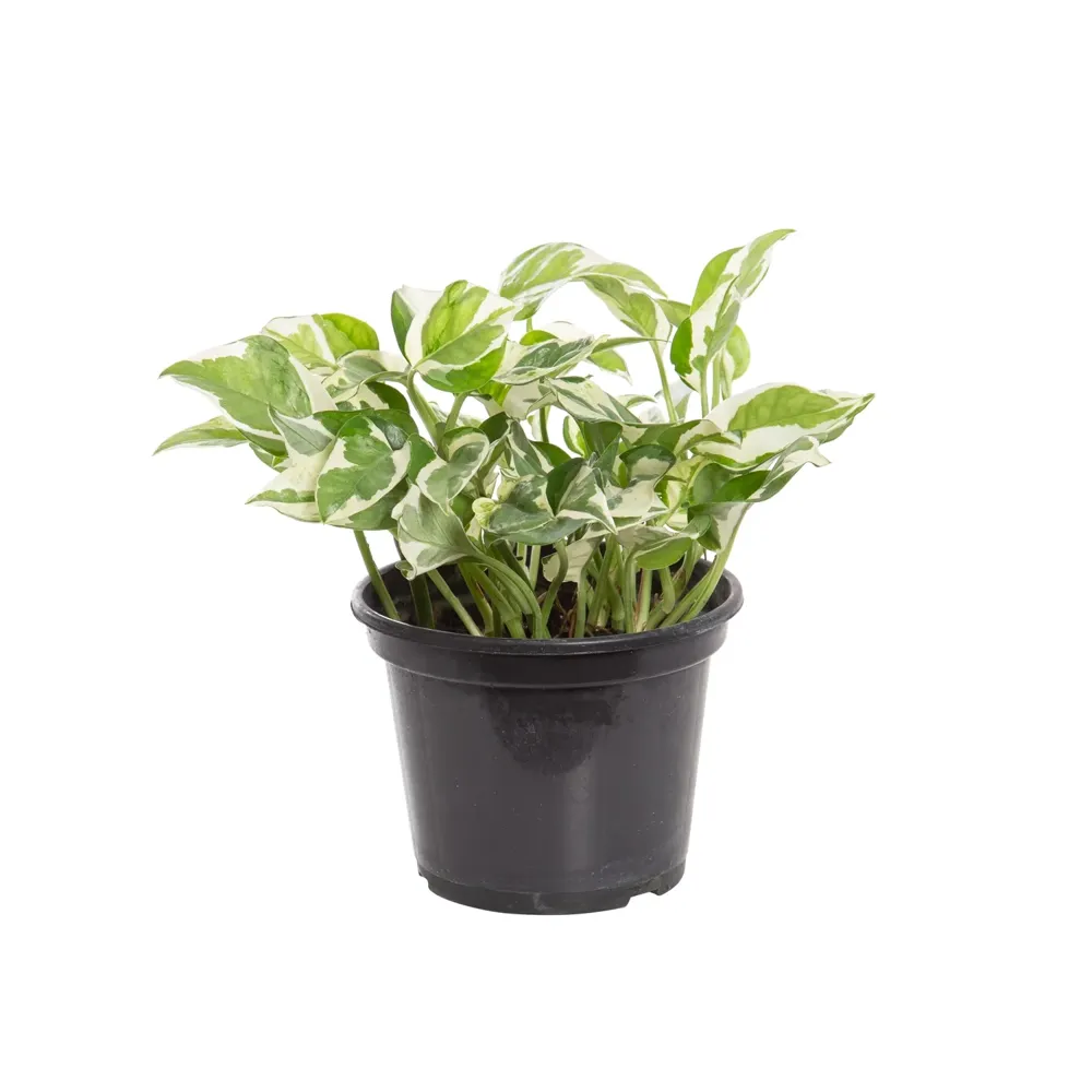 Jibóia Njoy Planta Natural Pote 15