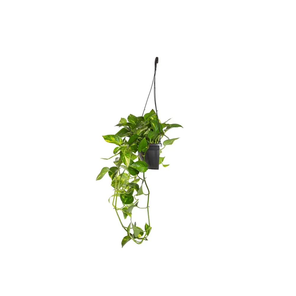Jiboia Verde Pendente Meia Cuia