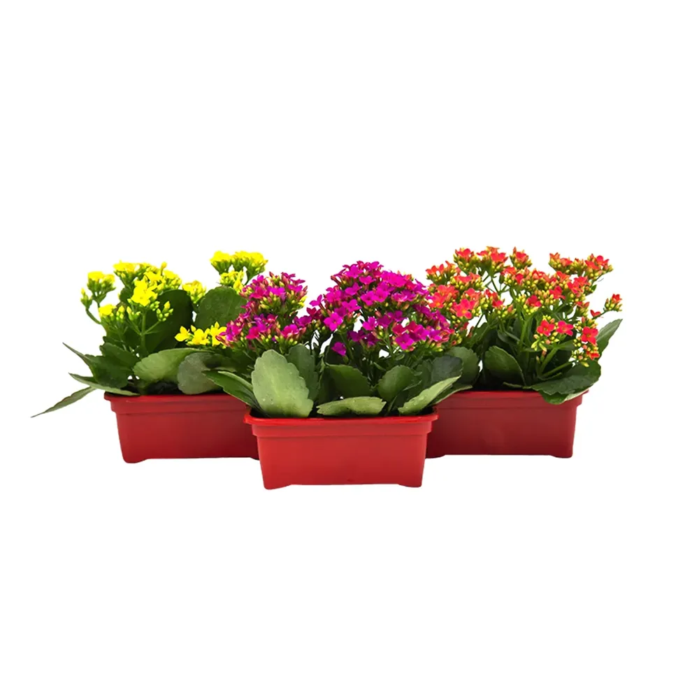 Kalanchoe Mini Jardineira 15 cm